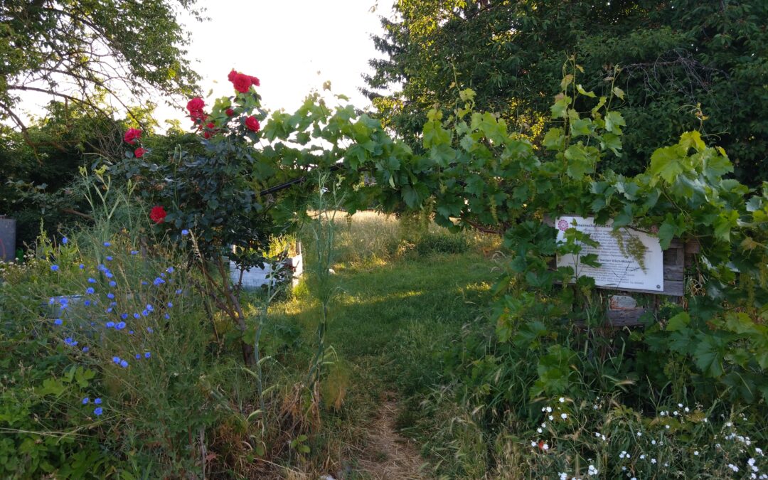 Ökosattvas in schwindenden Gärten