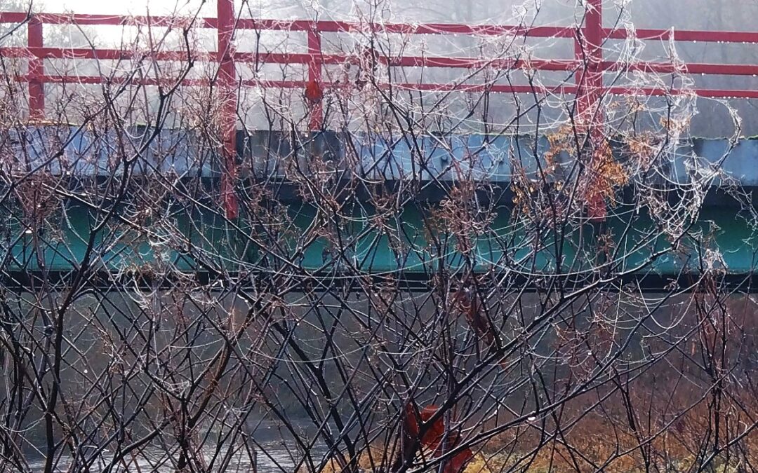 Jahr um Jahr: MitMensch bleiben, MitWesen sein